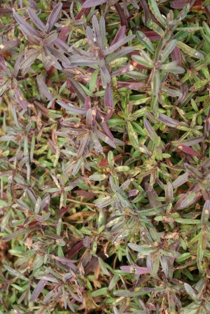  Steenanjer (Dianthus Deltoides 'Brilliant')