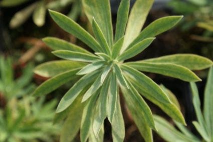  Wolfsmelk (Euphorbia Characias 'Humpty Dumpty')