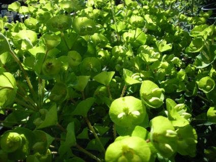  Wolfsmelk (Euphorbia Characias 'Humpty Dumpty')