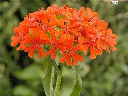  Brandende Liefde (Lychnis Chalcedonica)