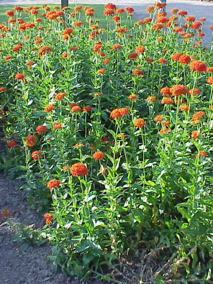  Brandende Liefde (Lychnis Chalcedonica)