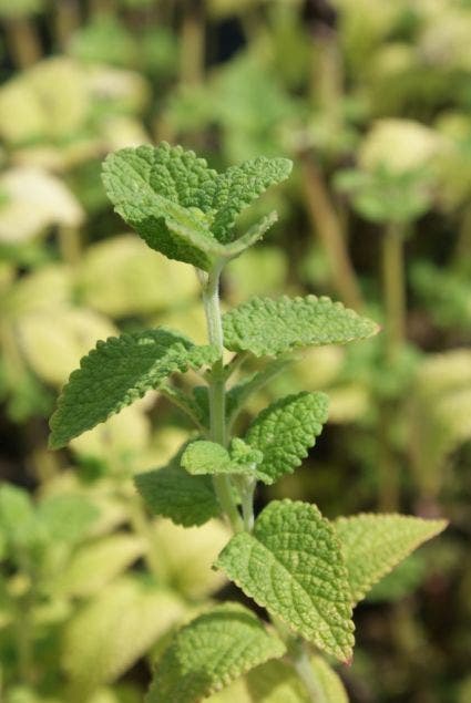  Kattenkruid (Nepeta Govaniana)