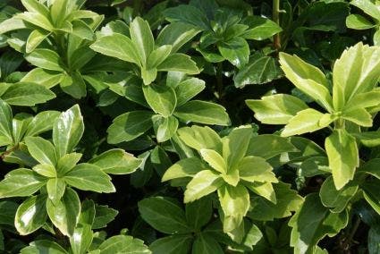  Pachysandra (Pachysandra Terminalis 'Green Sheen')