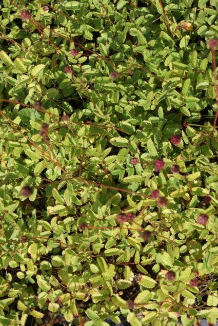  Pimpernel (Sanguisorba Officinalis 'Pink Tanna')