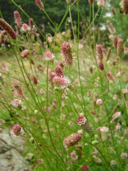  Pimpernel (Sanguisorba Officinalis 'Pink Tanna')