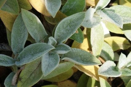  Andoorn (Stachys Byzantina 'Cotton Boll')