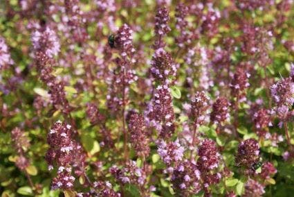  Tijm (Thymus Serpyllum)
