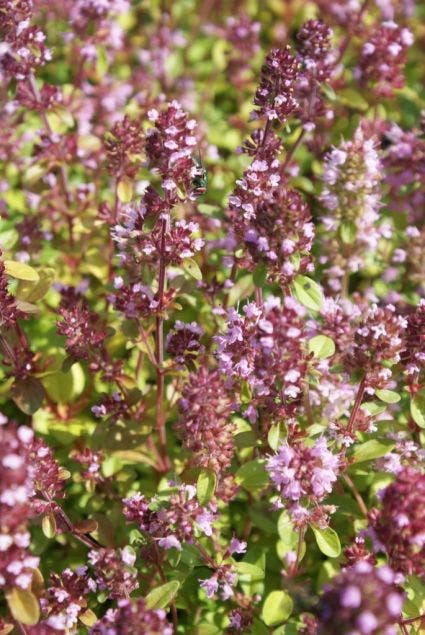  Tijm (Thymus Serpyllum)