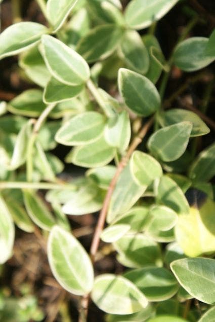  Maagdenpalm (Vinca Minor 'Argenteovariegata')