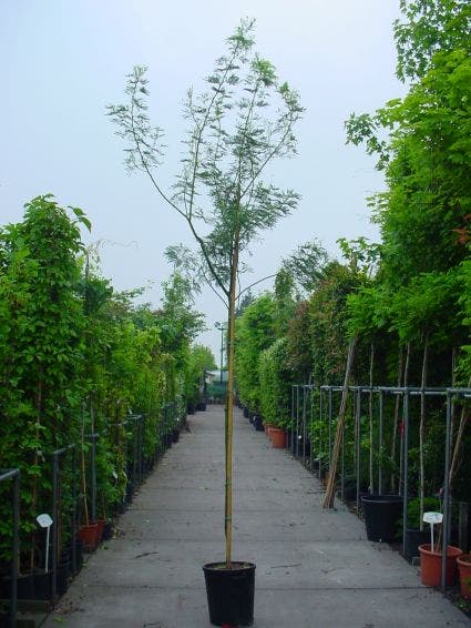  Mimosa Als Boom (Acacia Dealbata)