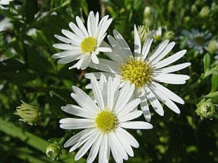  Aster (Aster Ageratoides 'Ashvi') - P9