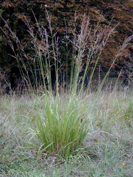  Pijpestrootje (Molinia Arundinacea 'Transparent')