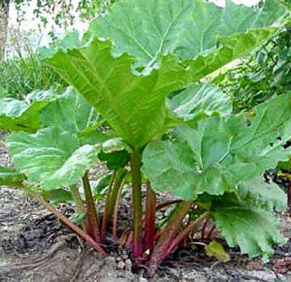 Rabarber (Rheum Rhabarbarum)