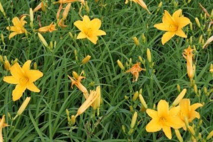  Daglelie (Hemerocallis 'Aten')