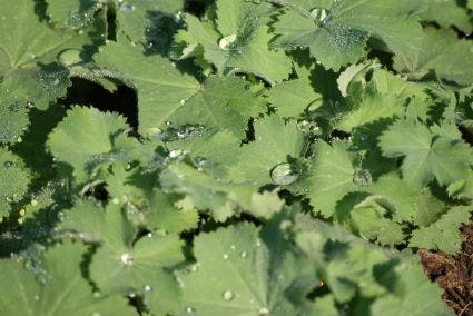  Vrouwenmantel (Alchemilla Mollis)
