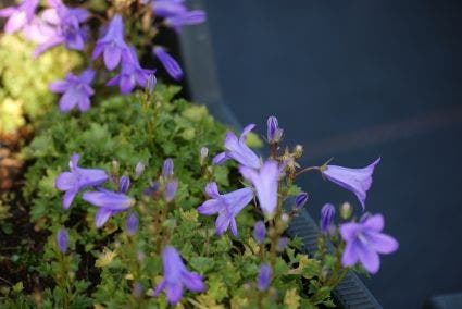  Klokje (Campanula Portenschlagiana)