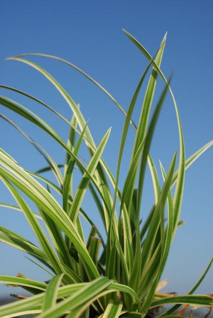  Zegge (Carex Morrowii 'Ice Dance')
