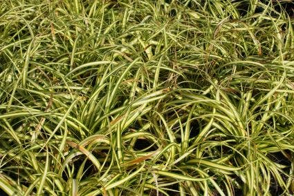  Zegge (Carex Oshimensis 'Evergold')