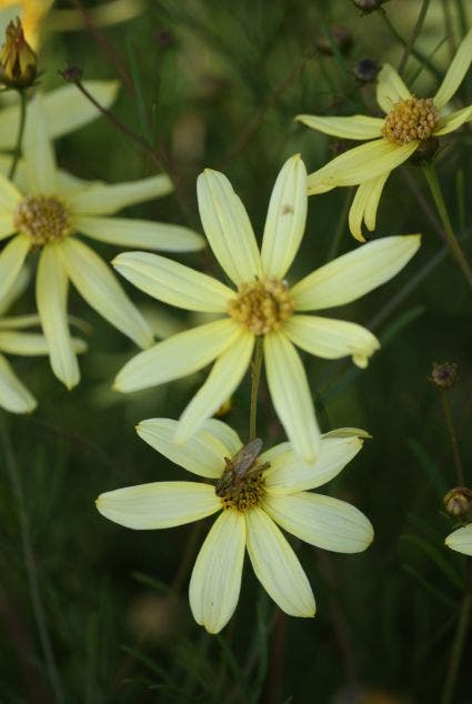 Meisjesogen (Coreopsis Verticillata 'Moonbeam')