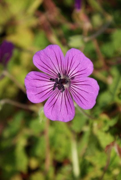  Ooievaarsbek (Geranium 'Pink Penny')