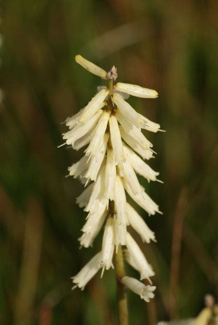 Vuurpijl/Fakkellelie (Kniphofia 'Little Maid')