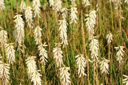  Vuurpijl/Fakkellelie (Kniphofia 'Little Maid')