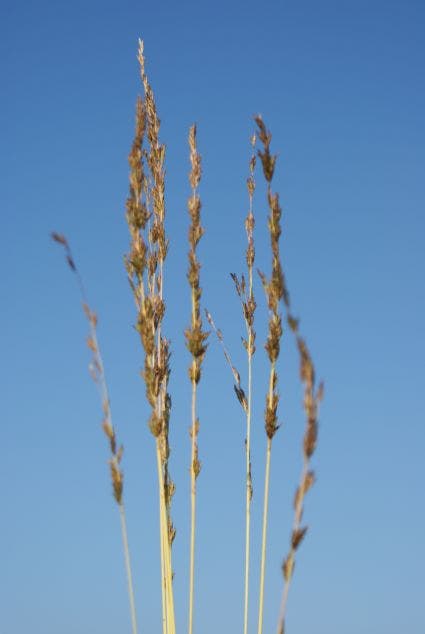  Pijpestrootje (Molinia Caerulea 'Variegata')