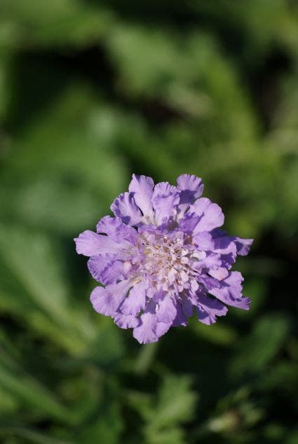  Duifkruid/schurftkruid (Scabiosa Columbaria 'Butterfly Blue') BIO