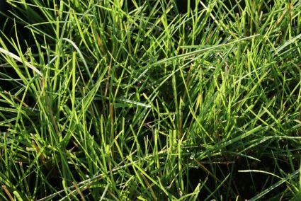  Blauwgras (Sesleria Autumnalis)