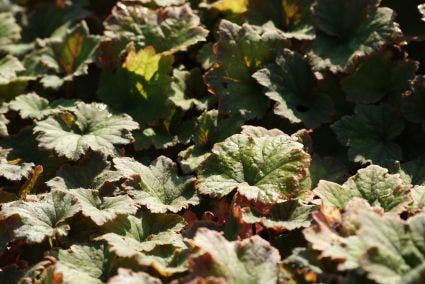  Mijterloof (Tellima Grandiflora 'Rubra')