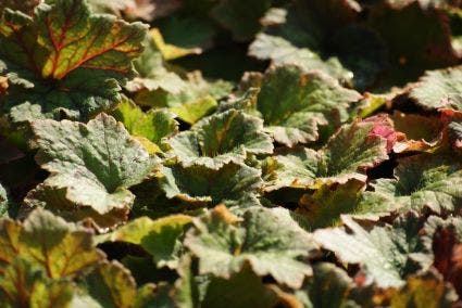  Mijterloof (Tellima Grandiflora 'Rubra')