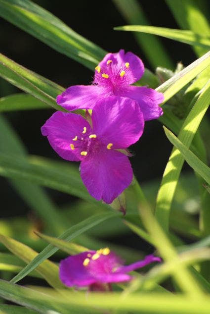  Eendagsbloem (Tradescantia 'Rubra')
