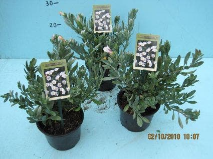  Zilverwinde (Convolvulus Cneorum )