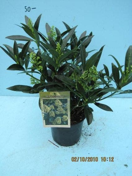  Skimmia (Skimmia Confusa 'Kew Green')
