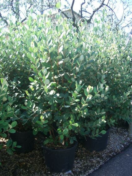  Ananasguave (Acca Sellowiana)
