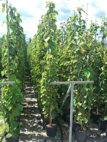  Kiwiplant (Actinidia 'Jenny')