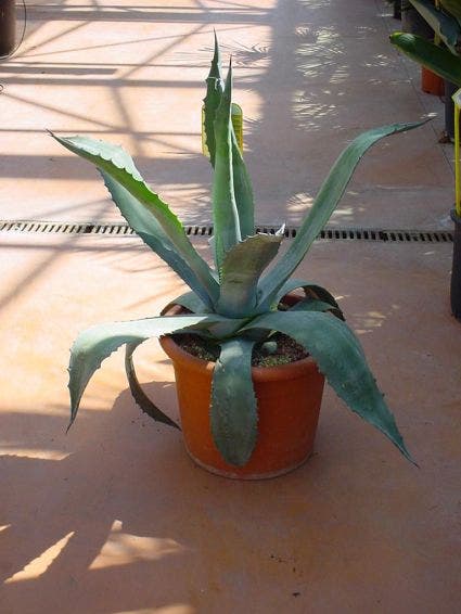 Agave (Agave Americana)