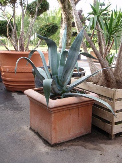  Agave (Agave Americana)