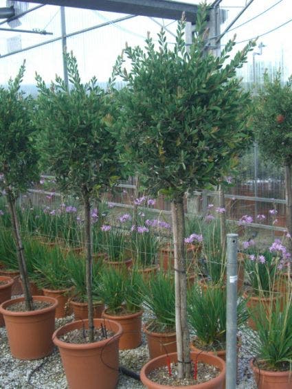  Lampepoetserplant Op Stam (Callistemon Laevis )