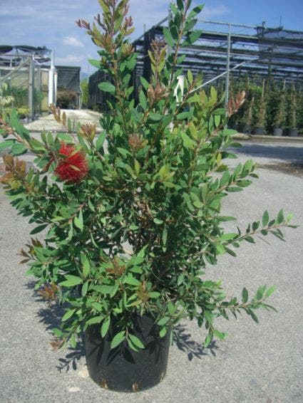  Lampepoetserplant (Callistemon Laevis)