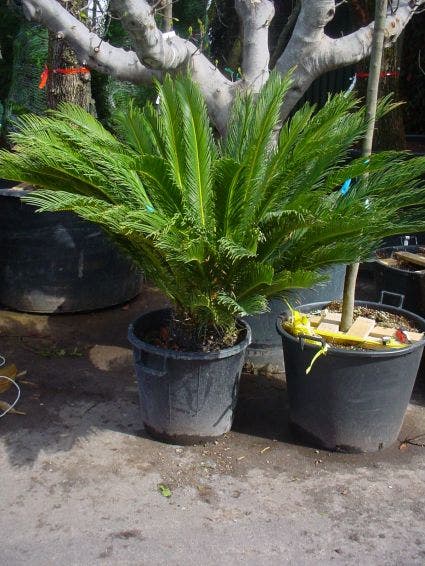  Cycaspalm (Cycas Revoluta)
