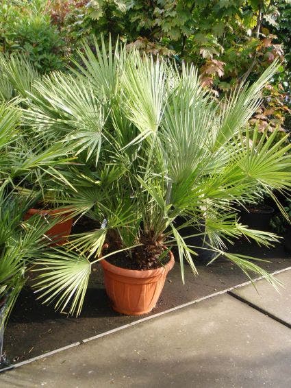  Dwergpalm (Chamaerops Humilis)