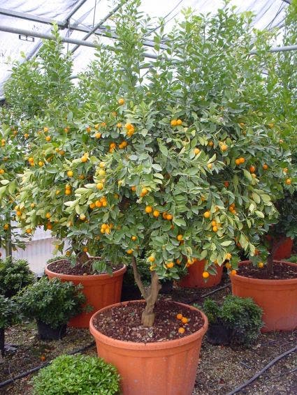  Kumquat (Citrus Kumquat)