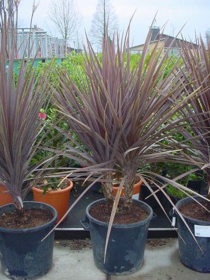  Cordyline (Cordyline Australis 'Atropurpurea')