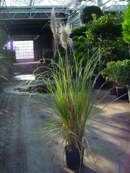  Pampasgras (Cortaderia Selloana)