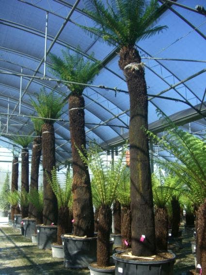  Boomvaren (Dicksonia Antarctica)