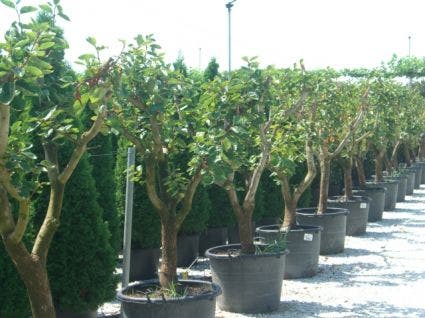  Kaki (Diospyros Kaki)