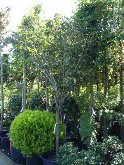  Kaki (Diospyros Kaki)