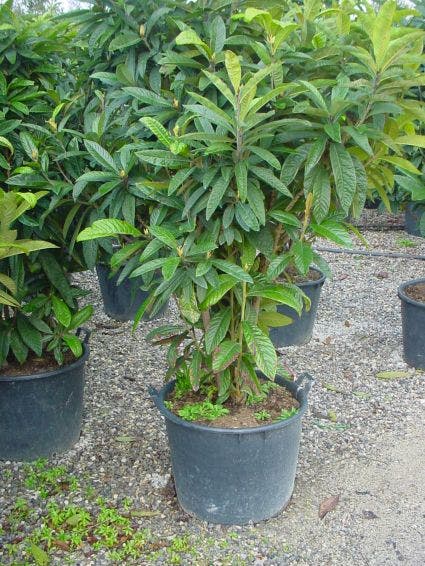  Japanse Mispel (Eriobotrya Japonica)