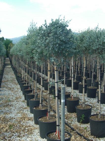  Eucalyptus Op Stam (Eucalyptus Gunnii)